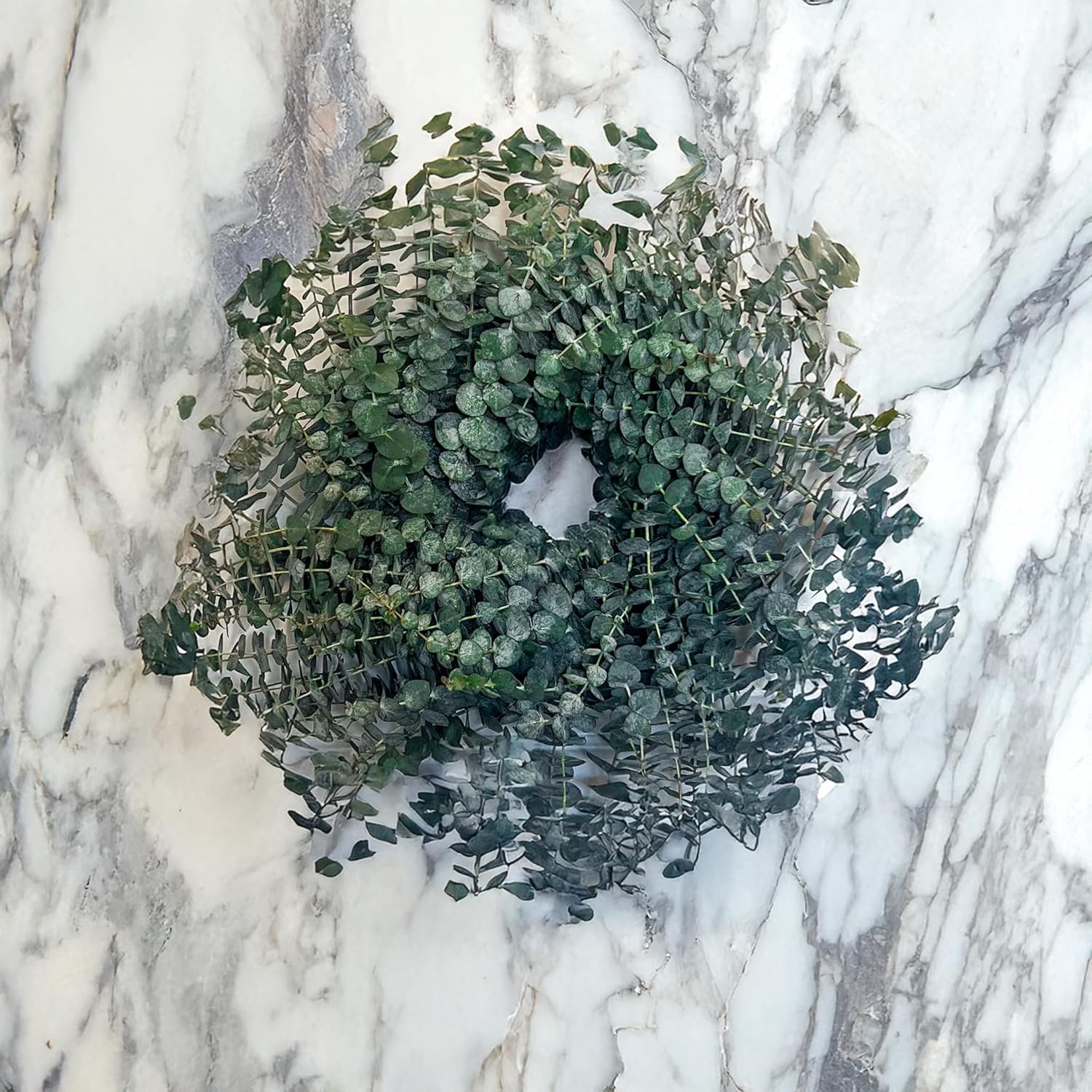 Fresh Eucalyptus Wreath Living Leaves 24" [California] Baby Blue Variety [Shipped Overnight] for Front Door Natural Wreath for Indoor Outdoor Farmhouse Festival Home Decor