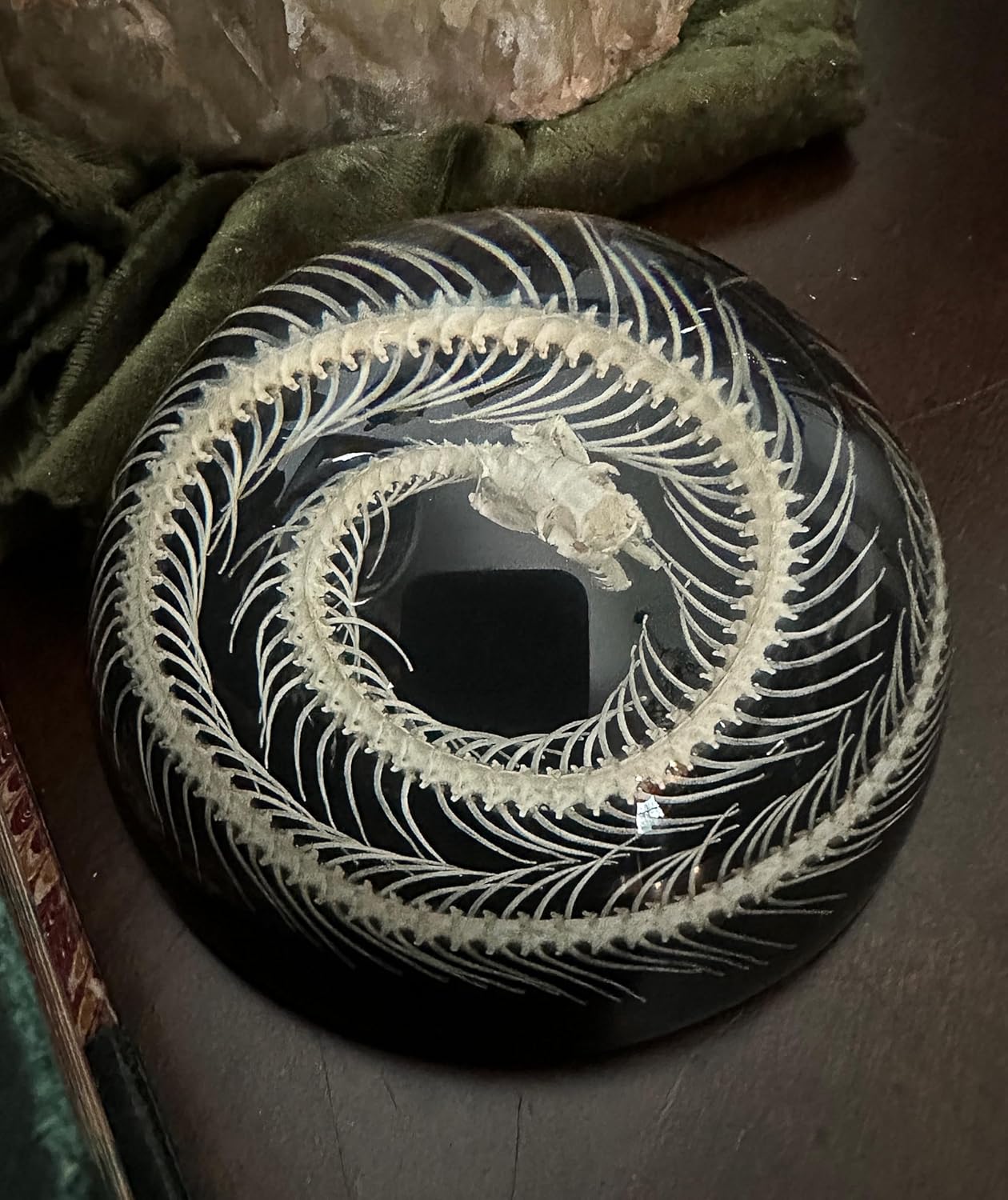 Snake Skeleton in Resin Dome - Authentic Preserved Snake Skeleton - Oddities Decor - Coiled Snake
