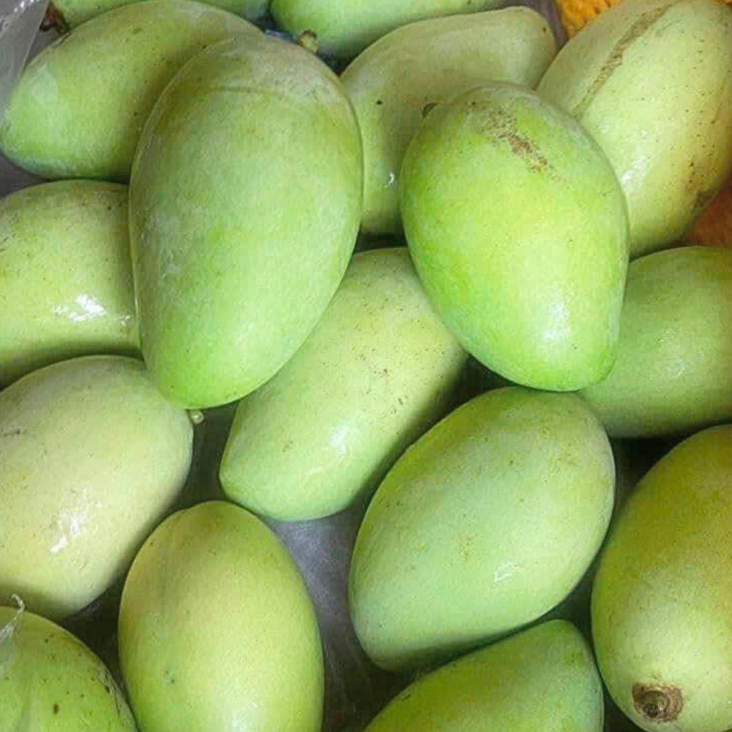 [SAM&AIMEE STORE] Vietnamese Green Mango 1 kg (approx. 3-4 pieces) Sour Mango Imported Blue Mango 1 kg Knob for Salad Fresh Vietnamese Green Mangoes , perfect for snacking and salads, "💎💎💎 💎 ☘☘ ☘☘☘ ,