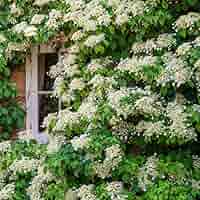 Hydrangea マグノリア　raw 81UGaRYcePL._AC_SY200_QL15_.jpg