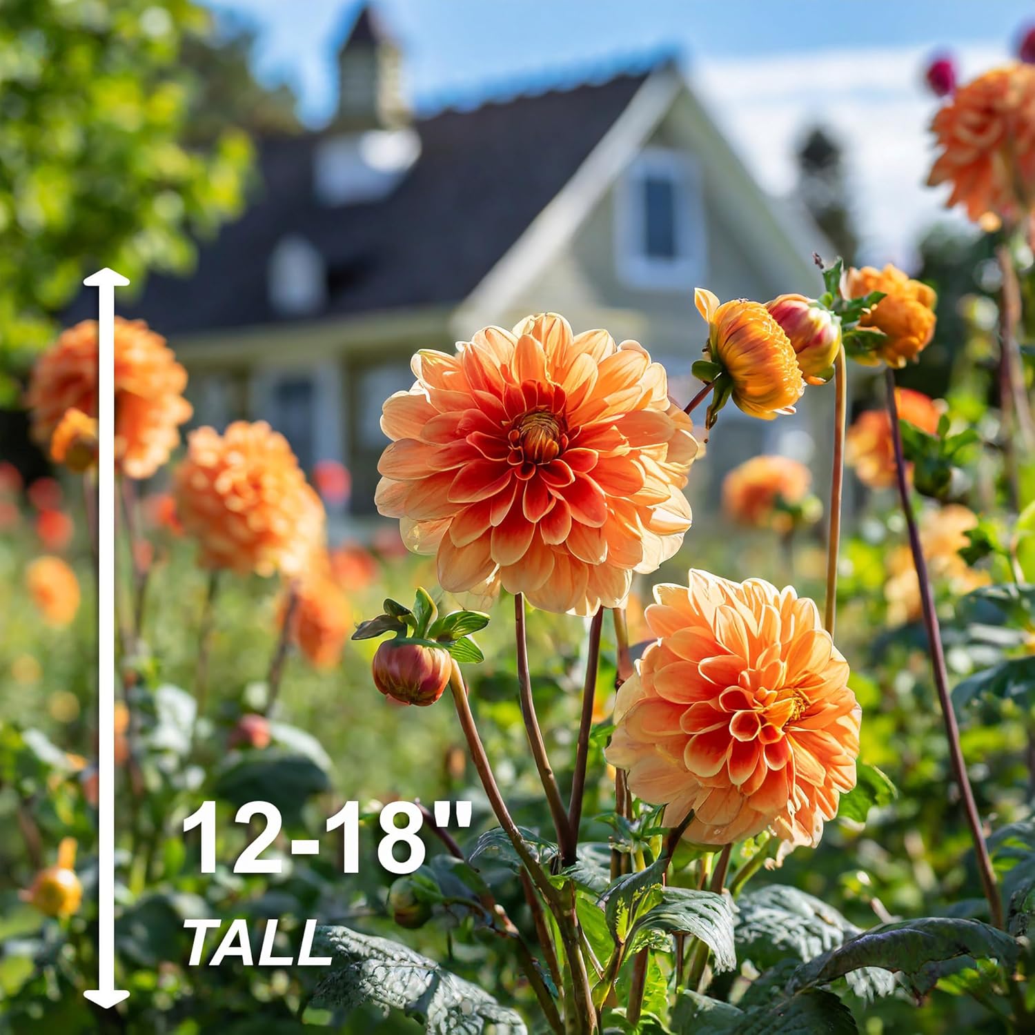 Garden State Bulb Go-Go Peach Dahlia Flower Bulbs, Bare Roots, Spring Planting (Bag of 4)