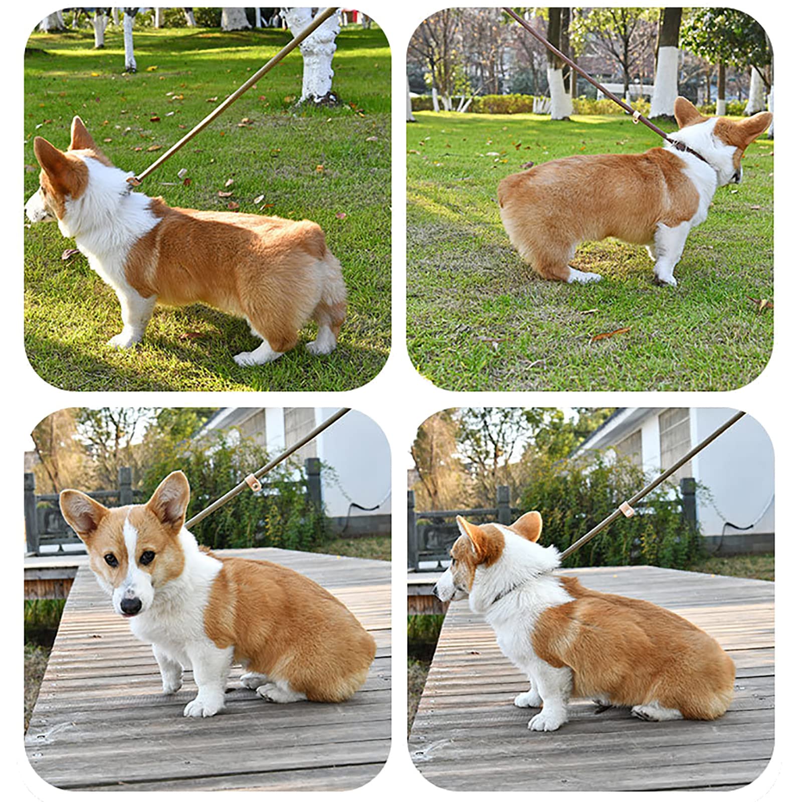 Generic Laisse Longue pour Chien en Nylon avec Poignée Confortable Laisse Chien, Laisse Corde pour Petits, Moyens et Grands Chiens pour la Marche Quotidienne et Le Dressage