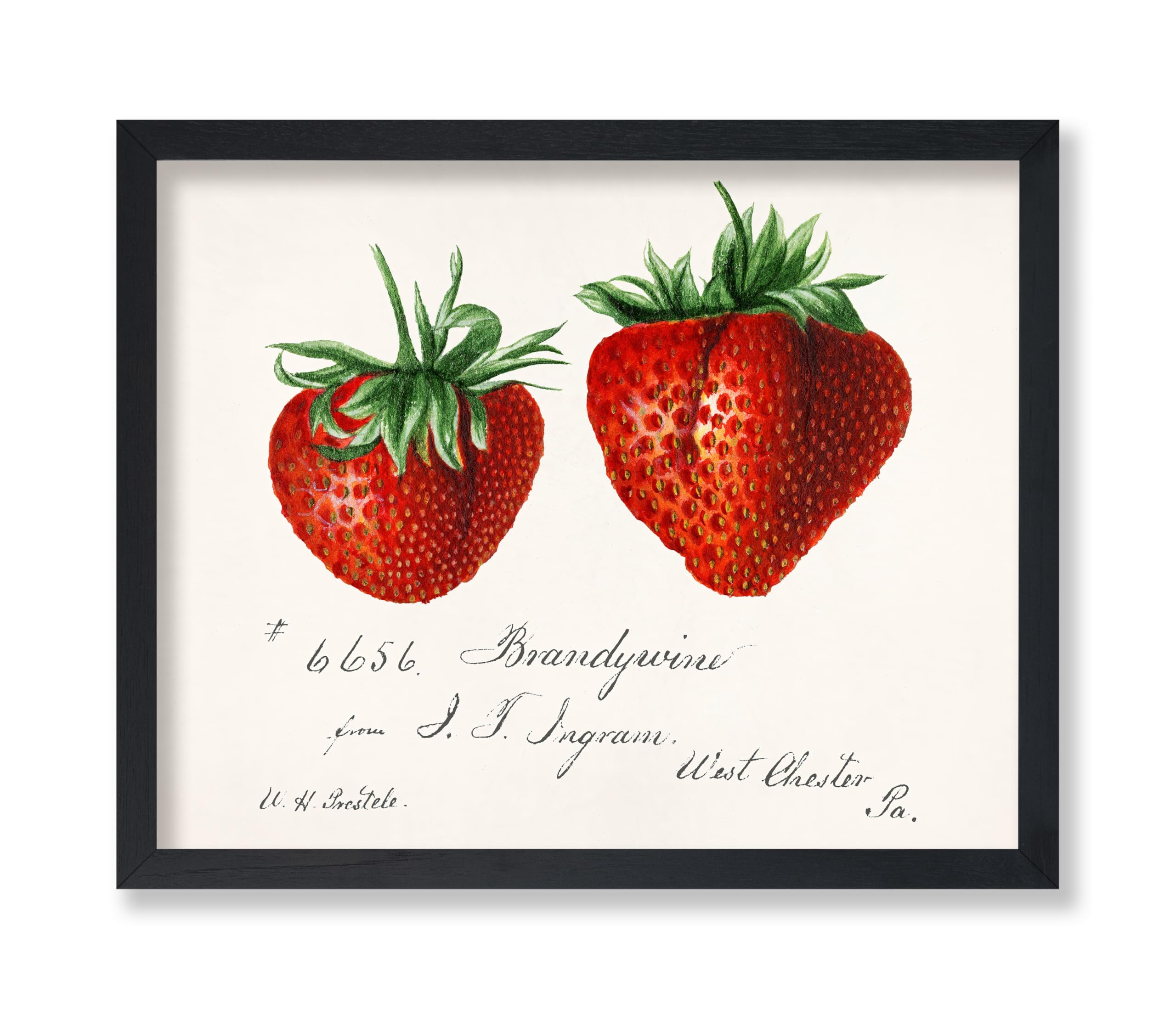 Poster Master Vintage Strawberry Poster - Retro Strawberries Print - Food & Fruit Art - Gift for Vegan, Vegetarian, Foodies - Great Wall Decor for