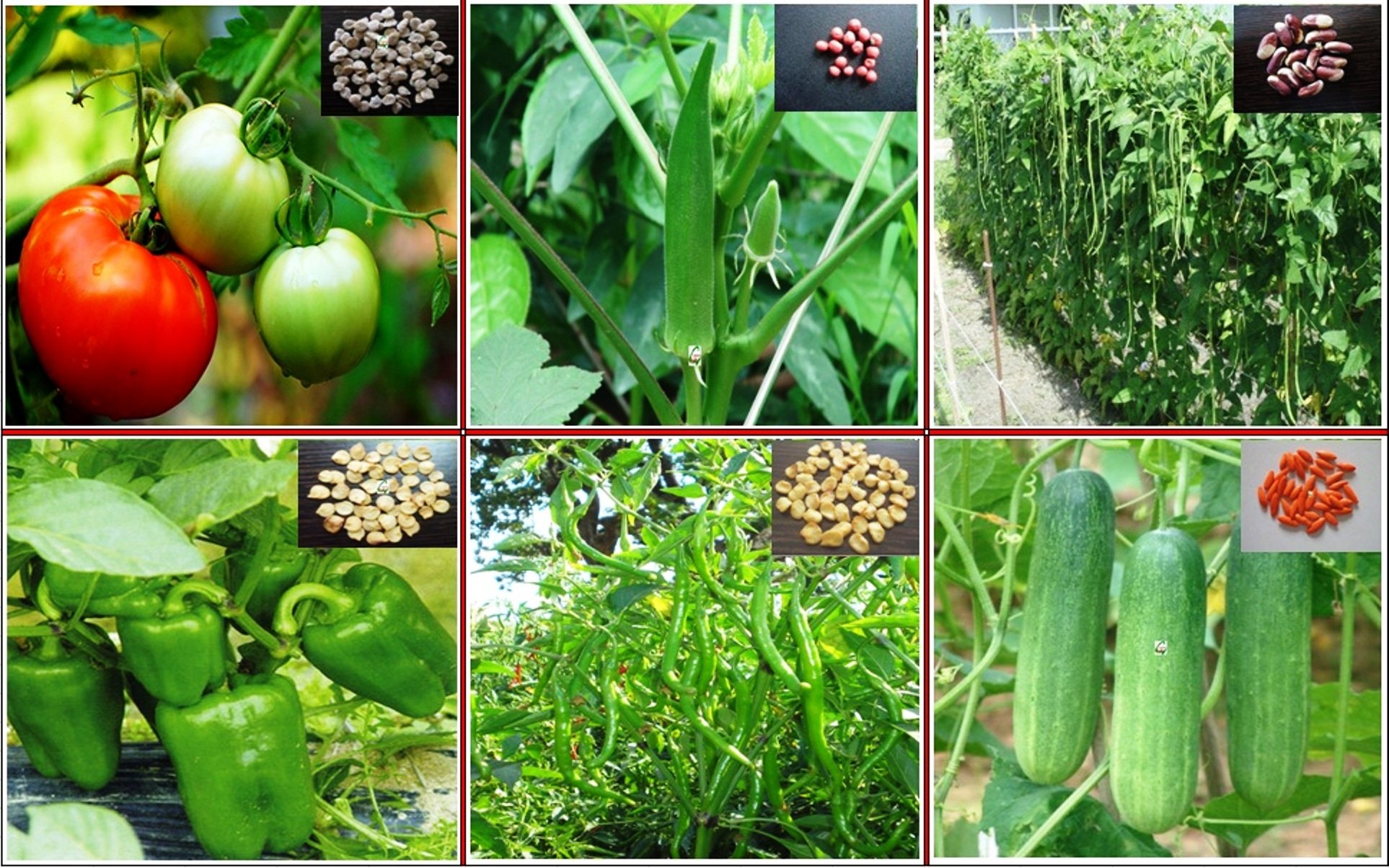 Seedstores : Hybrid Vegetable Seeds : KIT of 6 Items for Kitchen Terrace Top Balcony Poly House Gardening TYPE-B