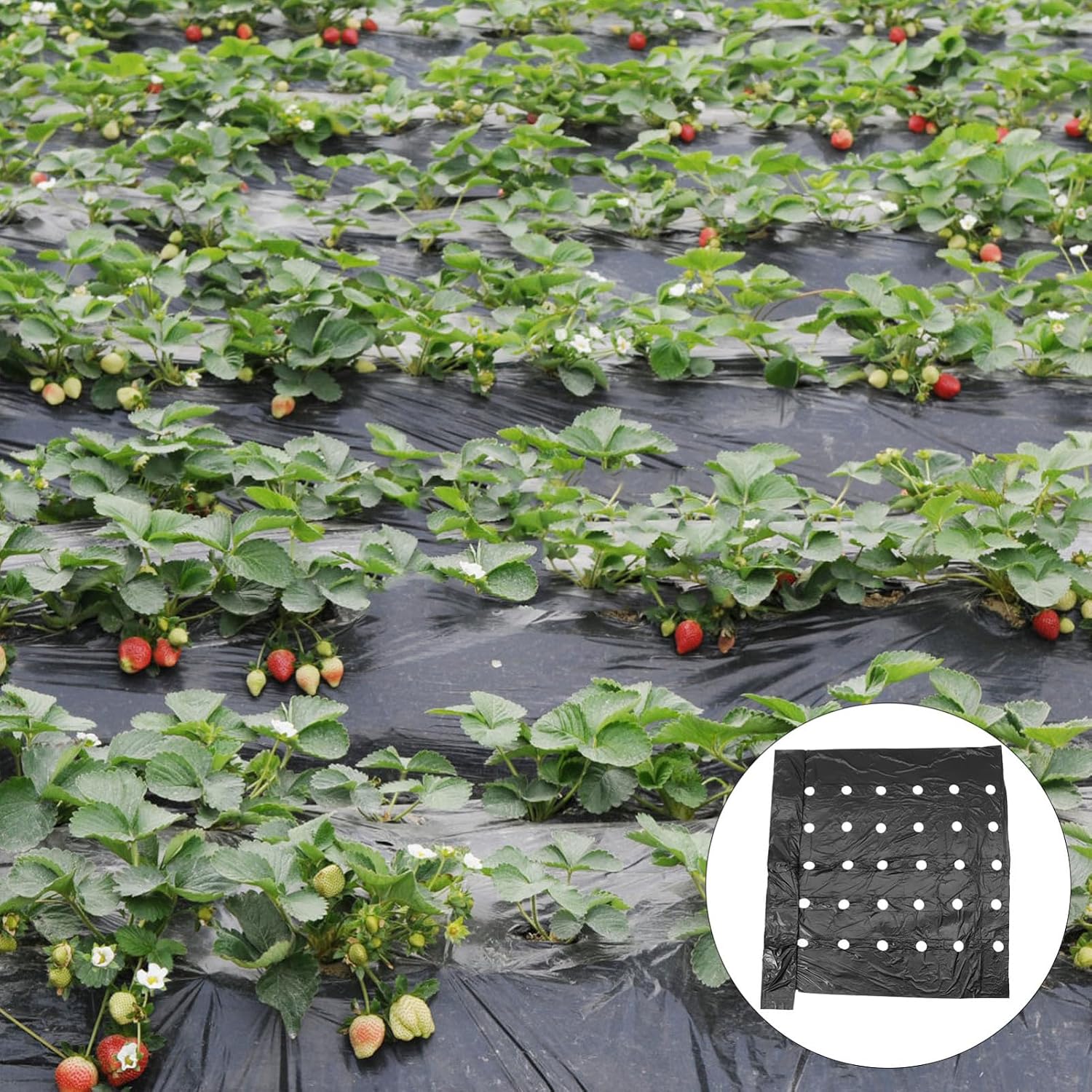 Agricultural Perforated Film for Pe Mulch Film Ventilation for Greenhouse and Garden Use for Soil Insulation and Irrigation