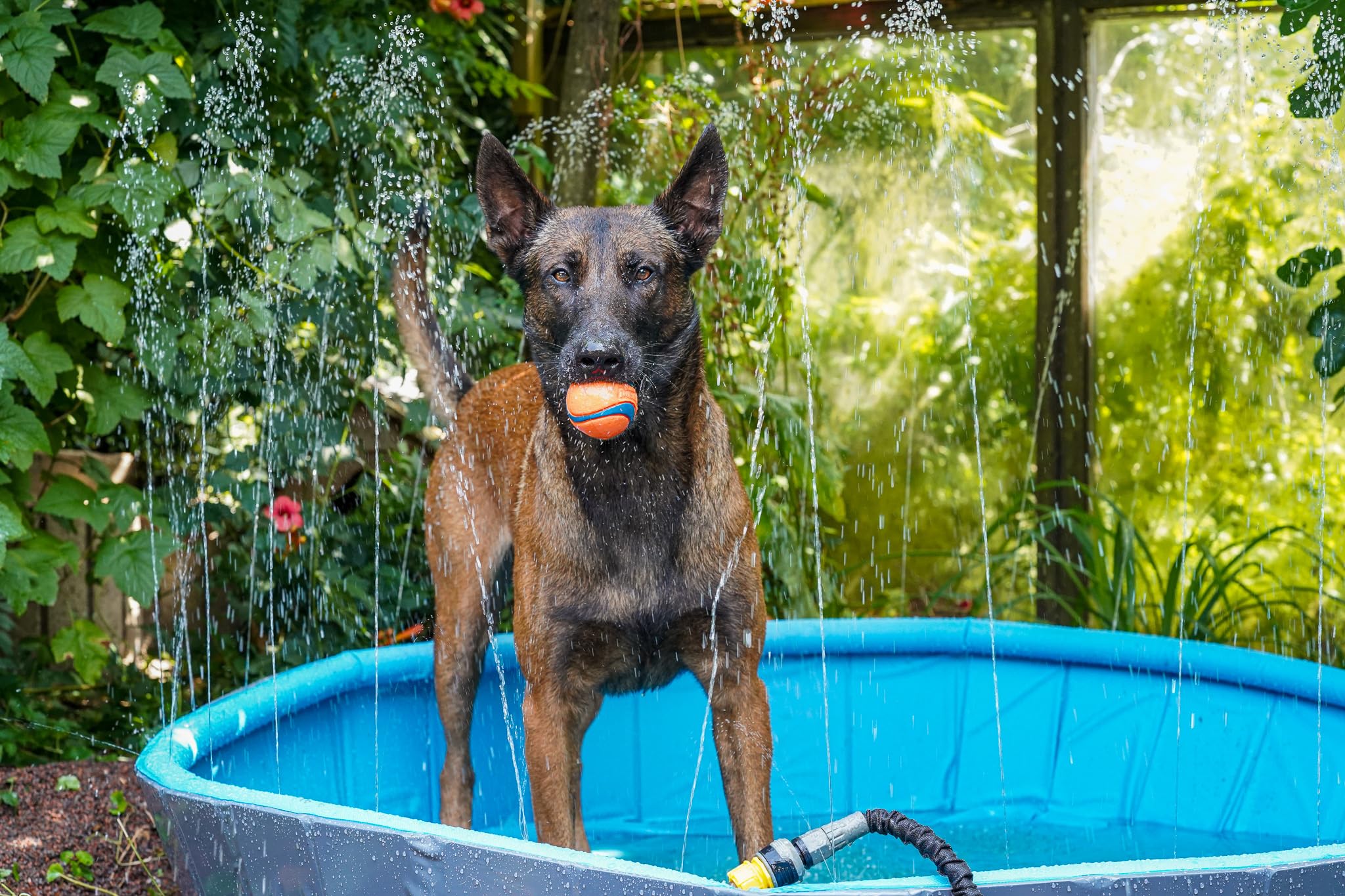 Piscine Chien - Piscine rafraîchissante Sprinkle Bleu et Gris foncé - Jets d'eau intégrés - raccord pour Tuyau d'arrosage - Fond antidérapant - sans Pompe - 120 x 30 cm - Flamingo