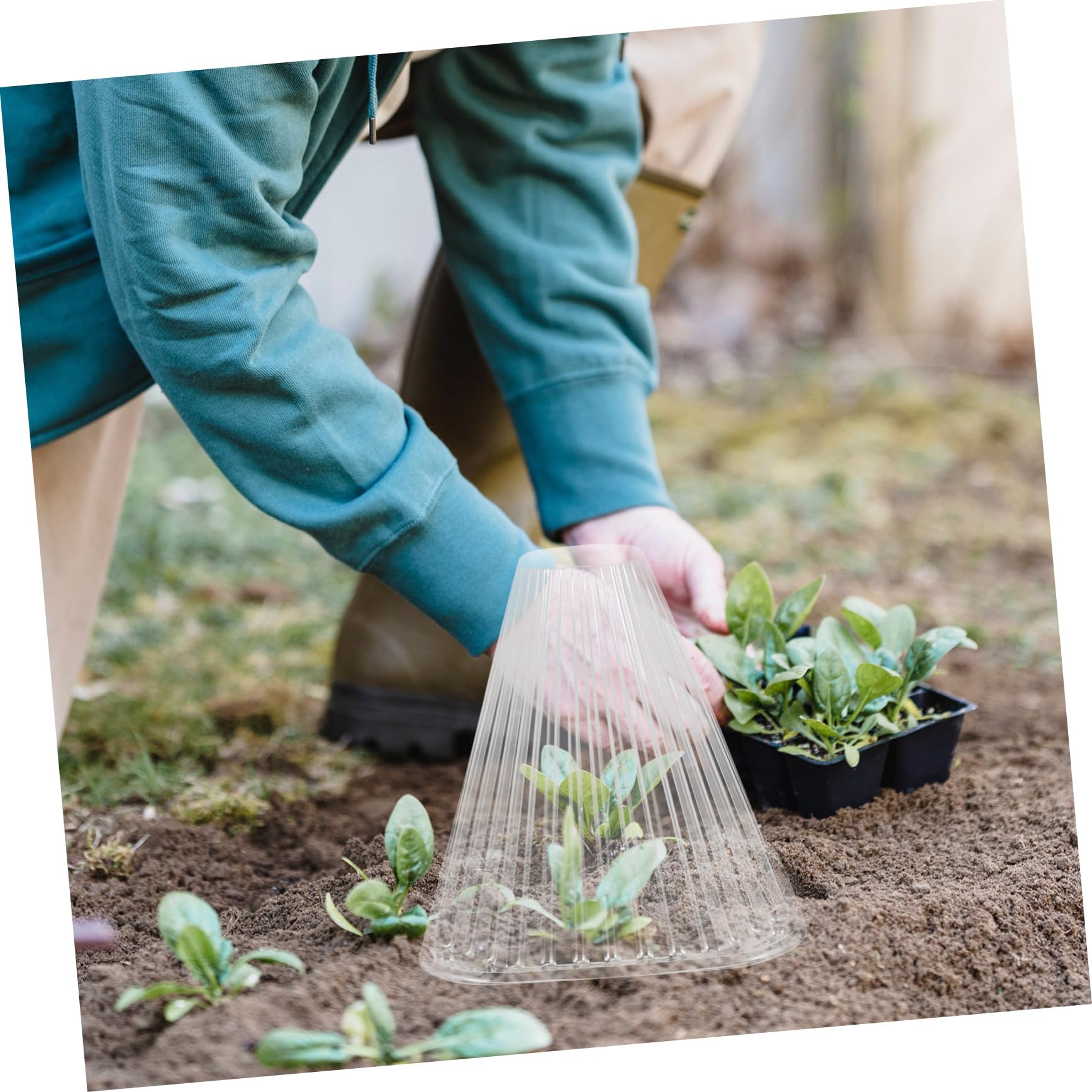 BESTonZON Cloche Conique pour Plantes, Lot de 10, Pet, Protection