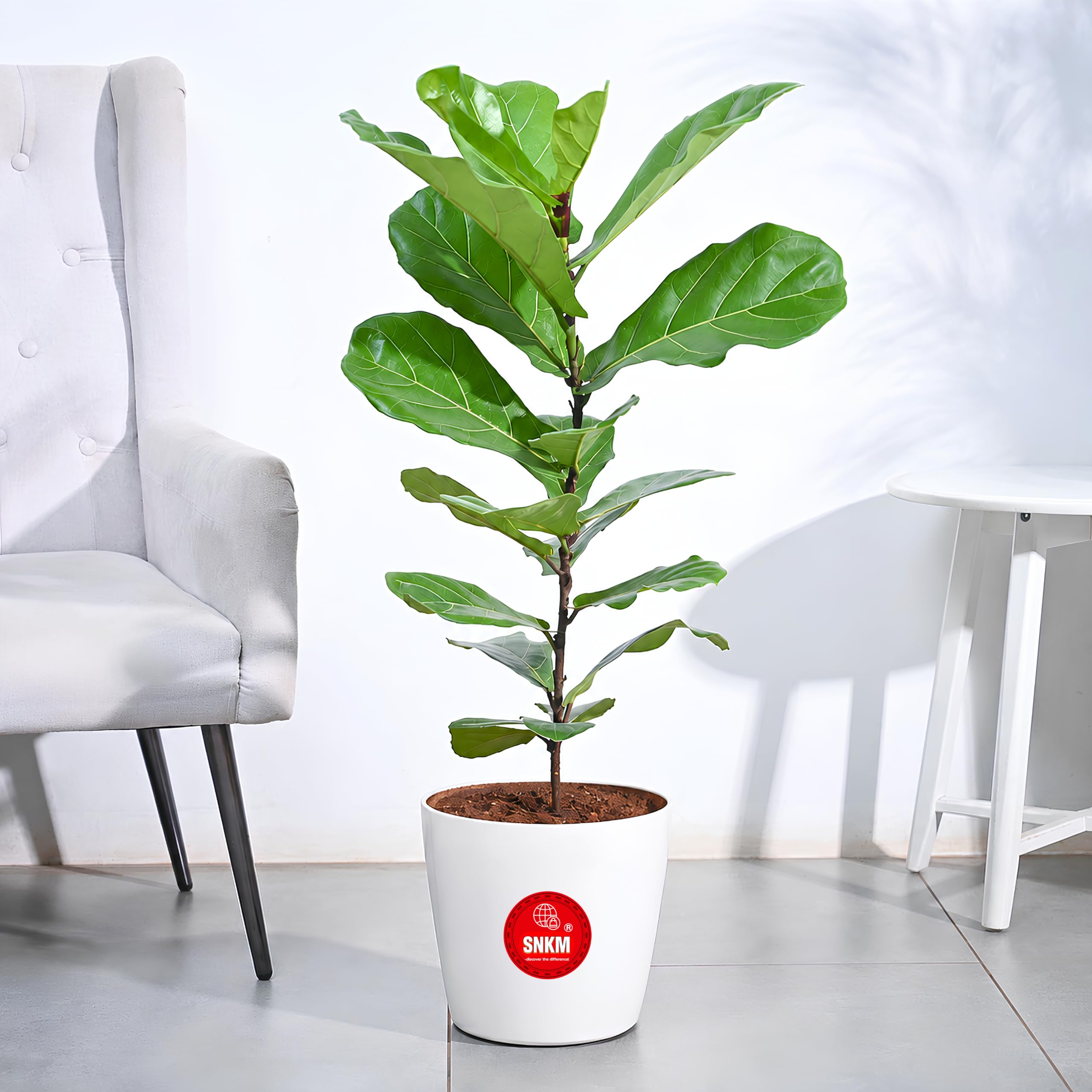 SNKM® - Ficus Fiddle Leaf Fig Lyrata Natural Healthy Live Plant With Plastic Premium Multicolour Pot | Indoor Plant | For Living Room, Hotels, Home & Office | Extra Large - Pack of 1-image-38