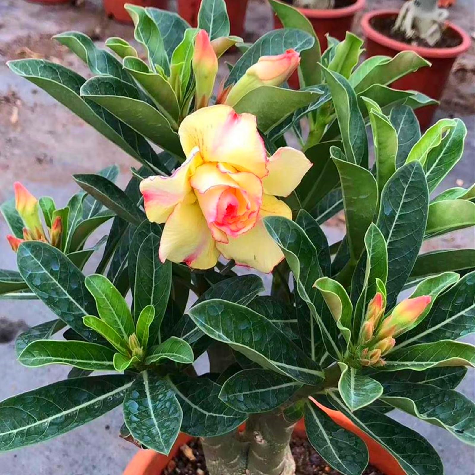 Mix Garden Bulbs, Desert Rose Bulbs, Golden Beautiful, Desert Rose Plant Bulbs, Adenium obesum Plant, Mix Wedding Flowers, 5Bulbs-A