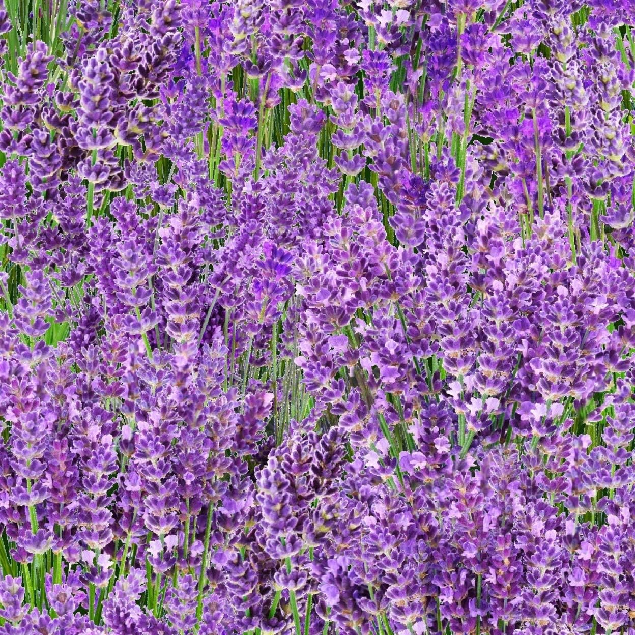 Lavender Field, Landscape Fabric, Elizabeths Studios, 572E-LAV, by The Yard