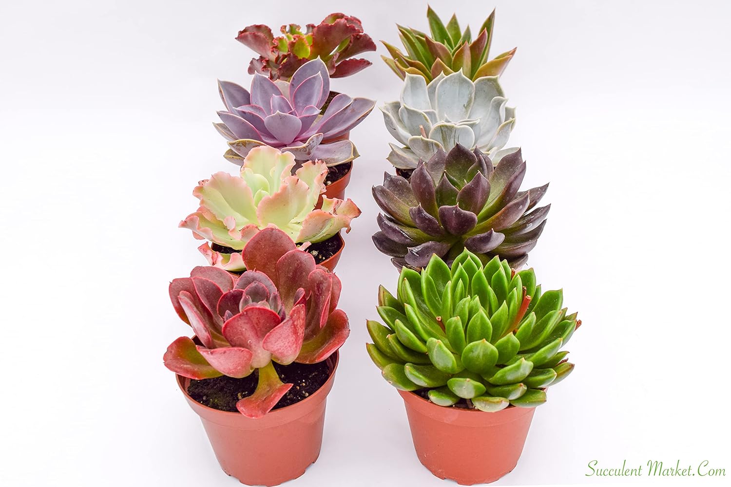 Live Echeveria Succulent Plants (8 Pack) – Assorted 4-Inch – Fully Rooted Echeveria Succulents – Live Rosette Succulent Set