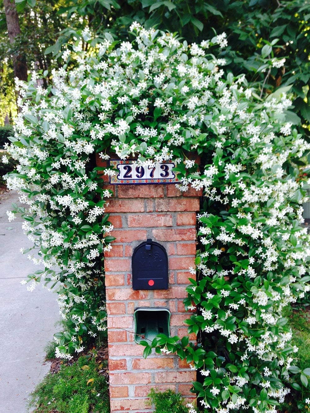 Perfect Plants Confederate Jasmine Live Plant, 1 Gallon Pot - 2 Pack, Includes Care Guide
