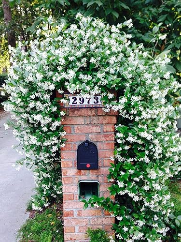 Miniatura 5 de Perfect Plants Planta viva de jazmín confederado, maceta de 1 galón, paquete de 2, incluye guía de cuidado