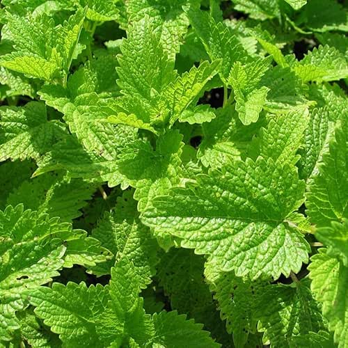 Palm Beach Medicinal Herbs - Citronella Balm (Melissa officinalis) -