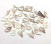 Vista 7 de PEPPERLONELY 20 piezas de conchas marinas mixtas de corte central, 2 pulgadas ~ 3 pulgadas