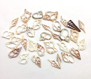 PEPPERLONELY 30PC Center Cut Assorted Mixed Small Sea Shells, 1 Inch  1-1/2 Inch