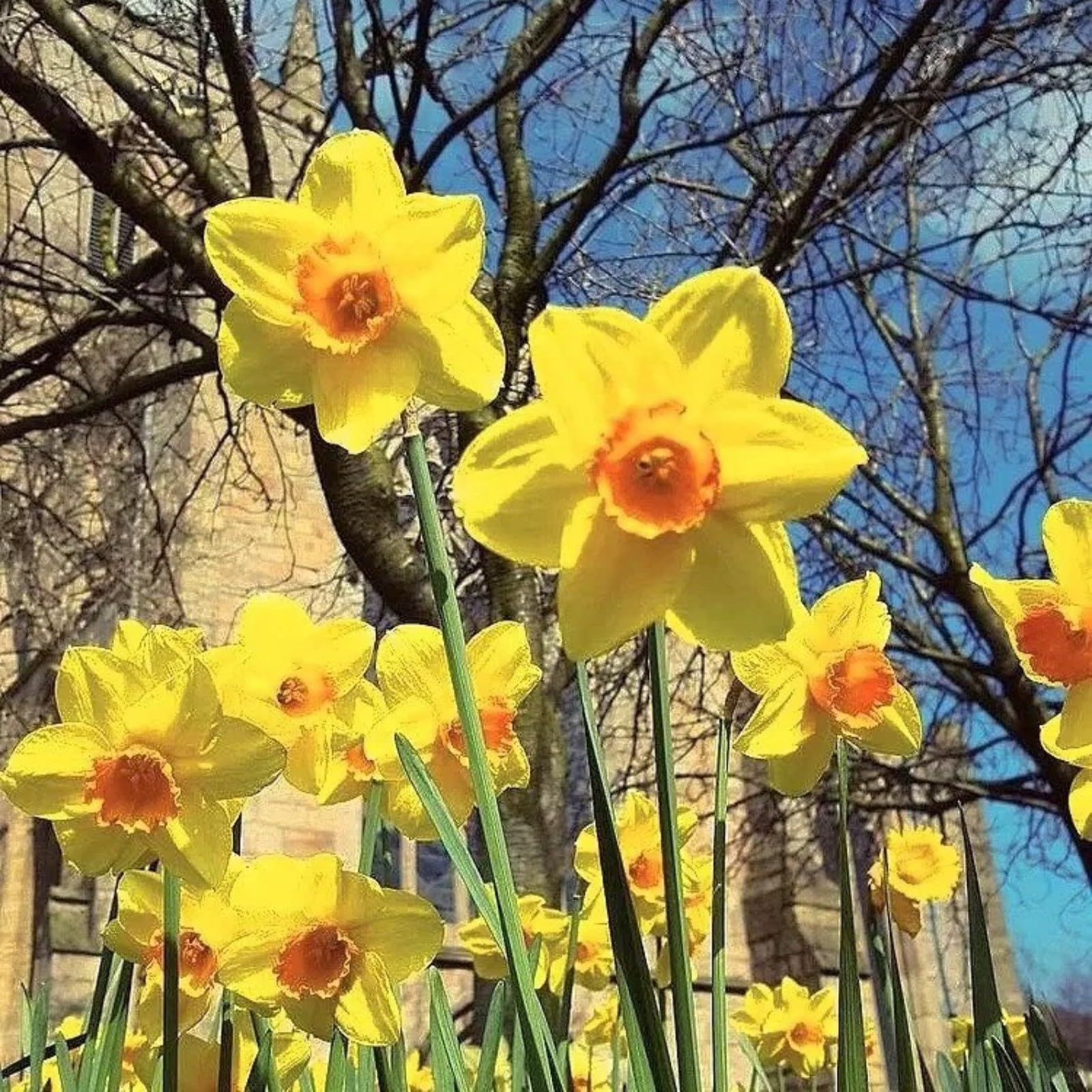 Gorgeous Daffodil Bulbs Mix for Planting Now UK/Good for Containers/Natural Organic/Strong Plants That Grow Well/Perennials,Fragrant,Greening Flower/Landscape Design Plants.