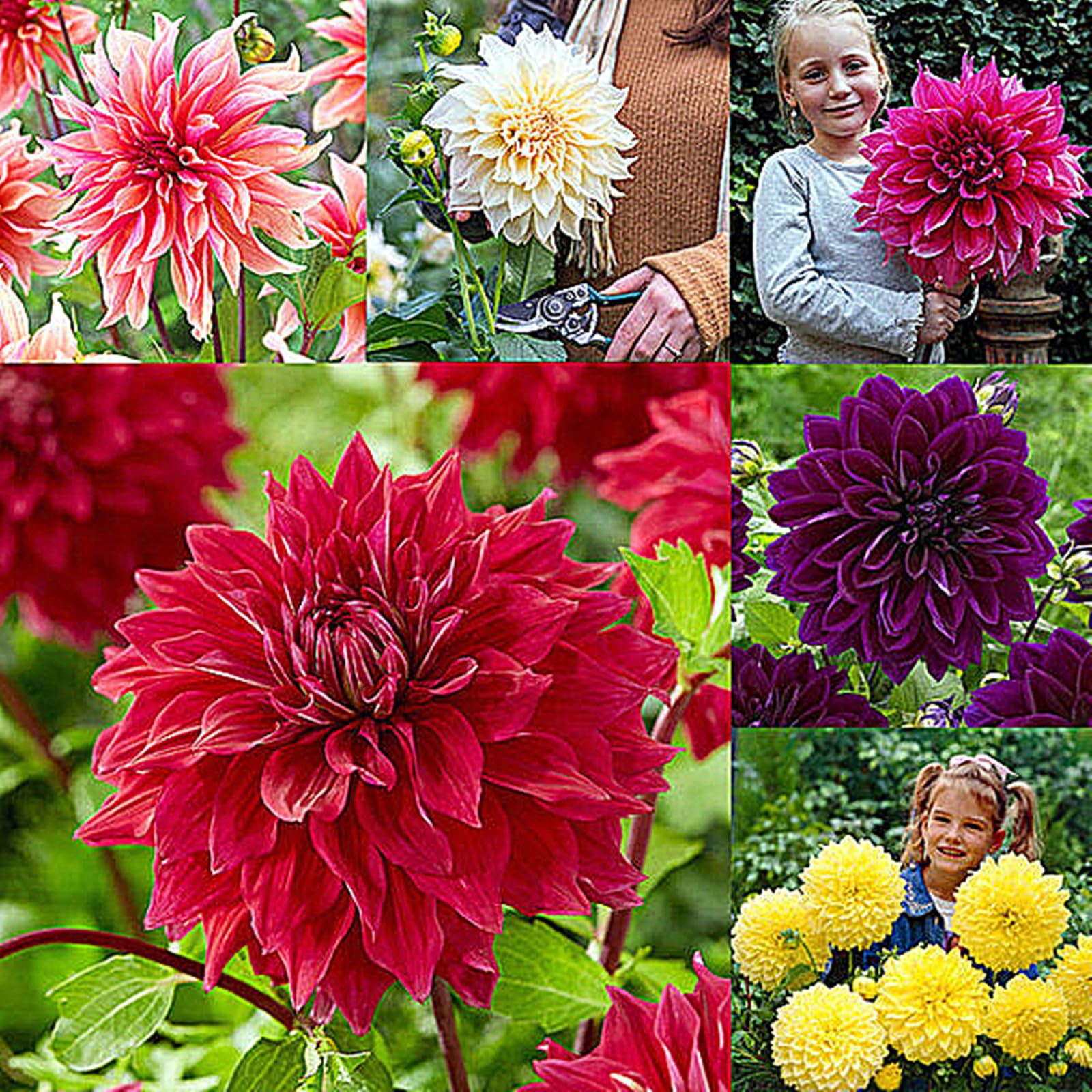 Dahlia Bulbs for Planting,Flowering Rhizome,Excellent Display Indoor Perennial Balcony Garden Bulbs,Dahlia Tubers UK,Dahlia Bulbs Mix-8bulbs-F