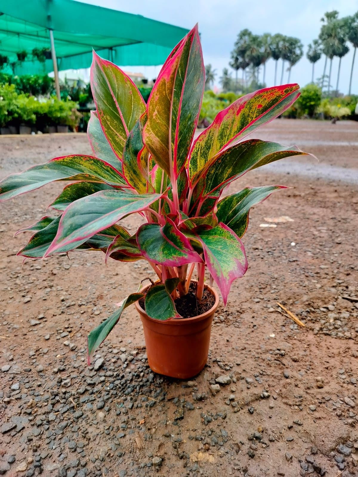 heart shaped pothos Plant Clipping