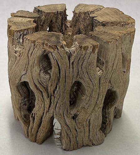 Vista 17 de Soportes de exhibición de plantas de aire grandes de madera cholla natural, soportes decorativos individuales únicos o soporte