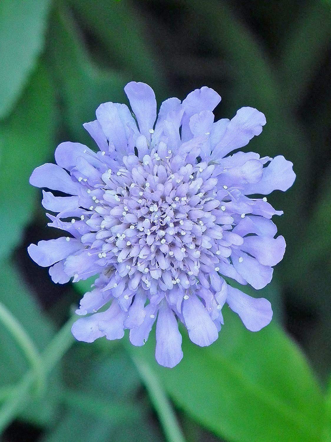 'Bulk' Butterfly Blue PINCUSHION "Scabiosa" 150+Perennial Seeds