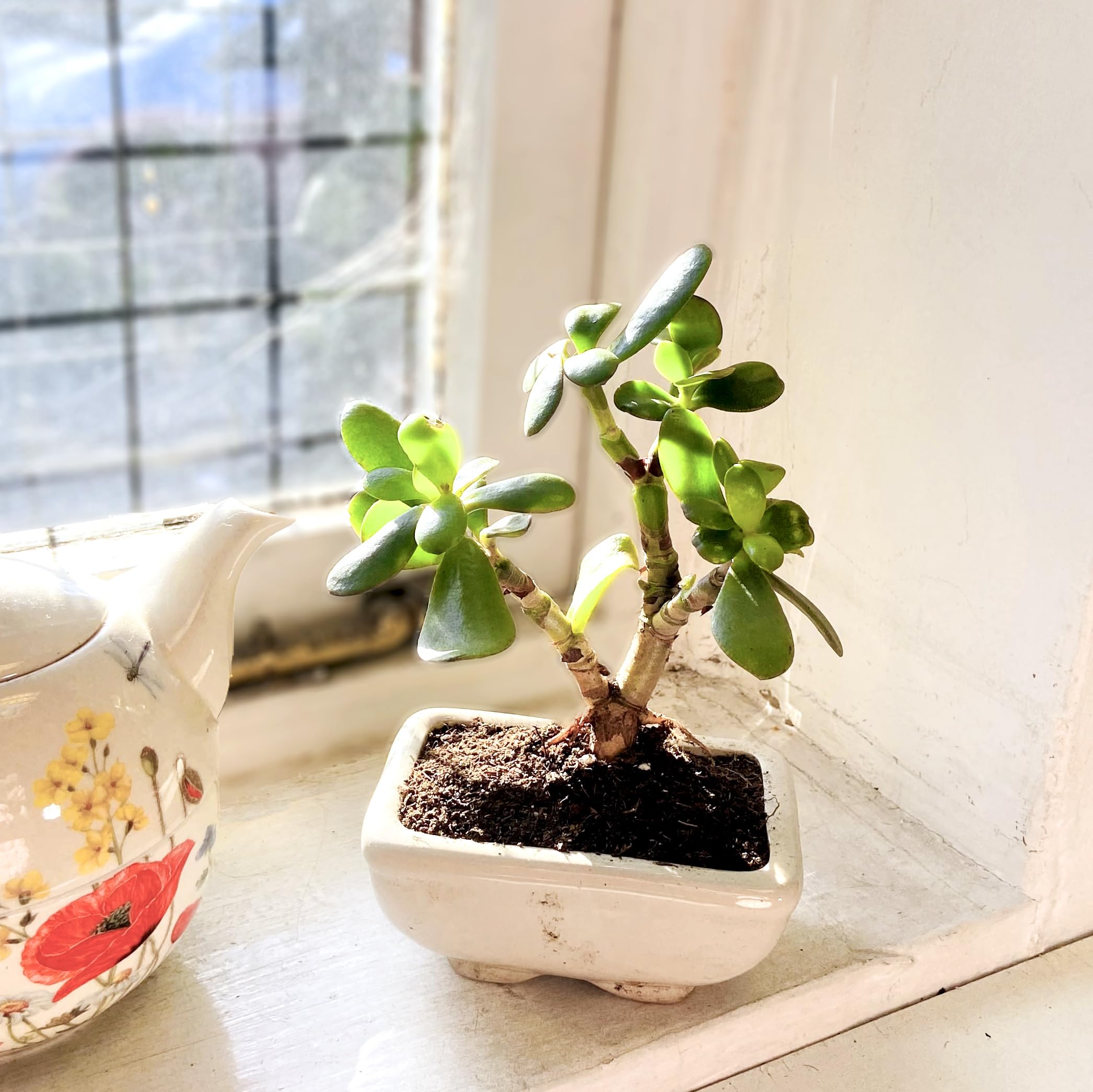 Jade Plant Bonsai (Crassula Ovata) - Vibrant Indoor Greenery, Easy Care in  Ceramic Pot - Stunning House Plant for Succulent Lovers and Bonsai  Enthusiasts : Amazon.co.uk: Garden