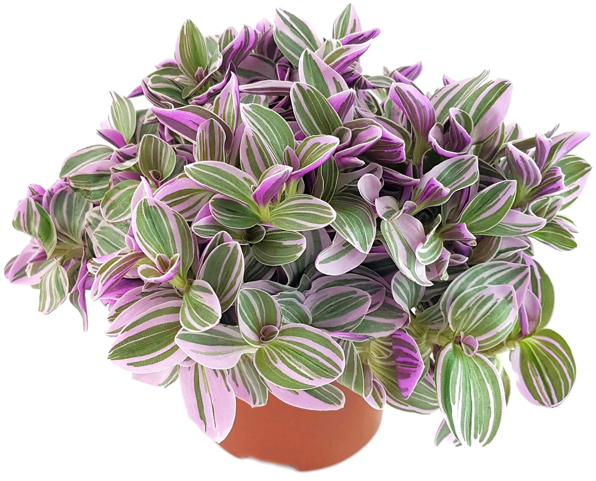 zimmerpflanze zamioculcas pflege Glcksfeder | Zamioculcas zamiifolia