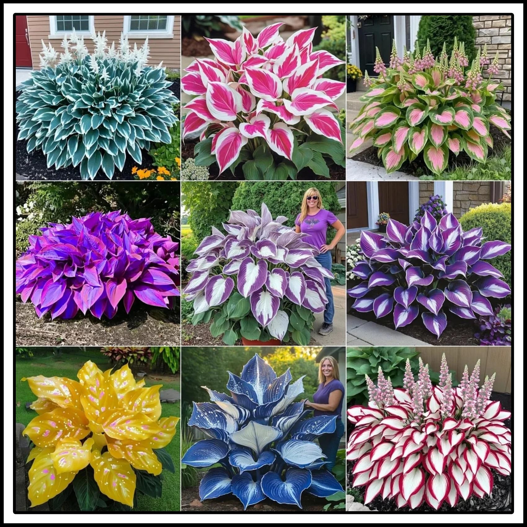Bulbi di hosta/miste/Radici selezionate di hosta/resistenti al freddo e alla siccità/adatte per la decorazione di giardini e balconi【NVNJHJN】-15 Rizoma-A