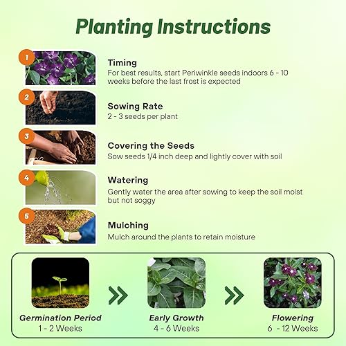 Miniatura 4 de Outsidepride BlackBerry - Semillas de bígaro para plantar, 100 unidades, anuales, de floración rápida, tolerantes al calor y a la sequía, con