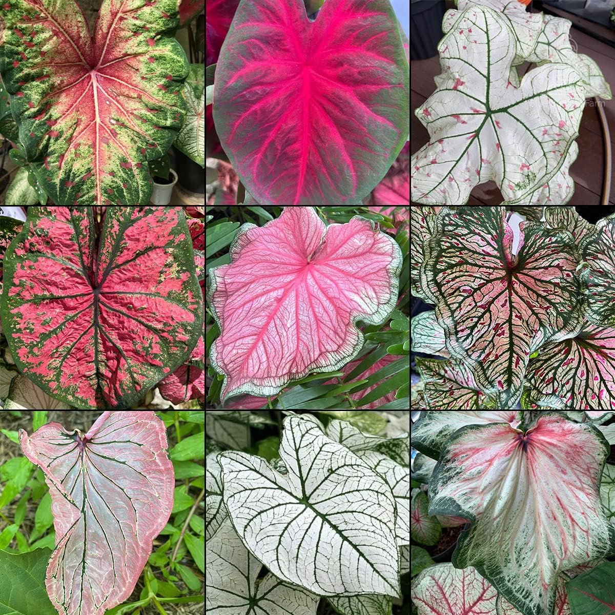 Caladium Mix Bulbs for Planting- Pack of 10 Bulbs-FLORA SEEDS-image-46
