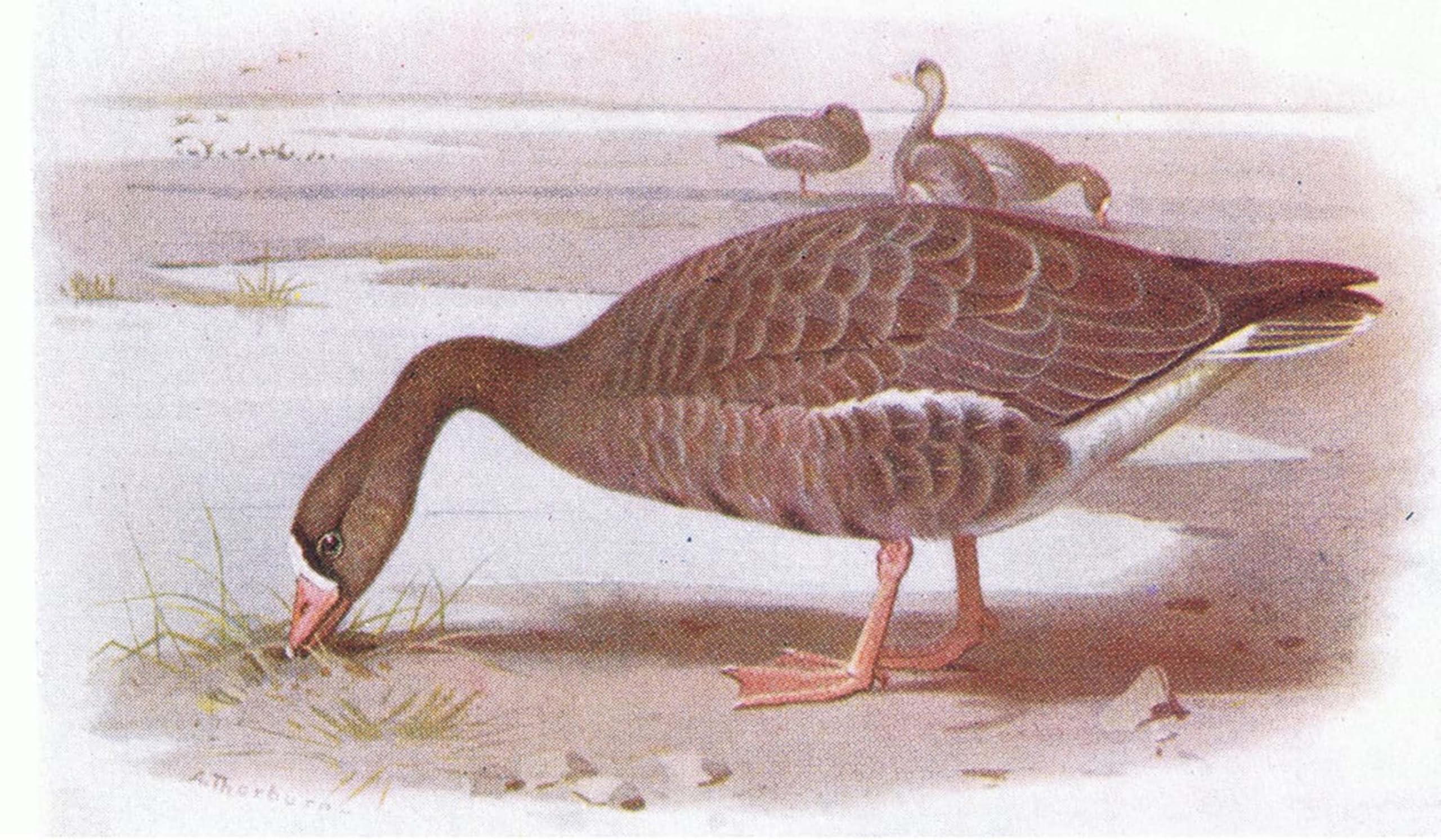 SERENDIPITP Abstract Painting Mural Print Picture Wall Decor Painting White Fronted Goose by Archibald Thorburn Vintage Wall Artwork for Home Decor 60x90cm