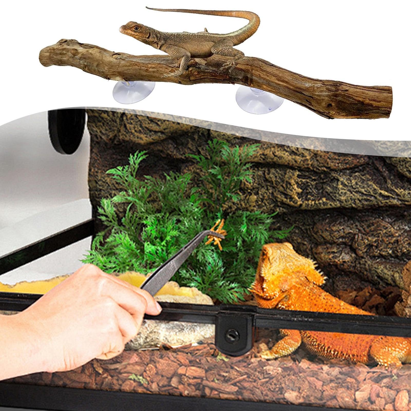Reptilien Kletterzweig Mit Saugnapf - Naturholz Für Terrarium