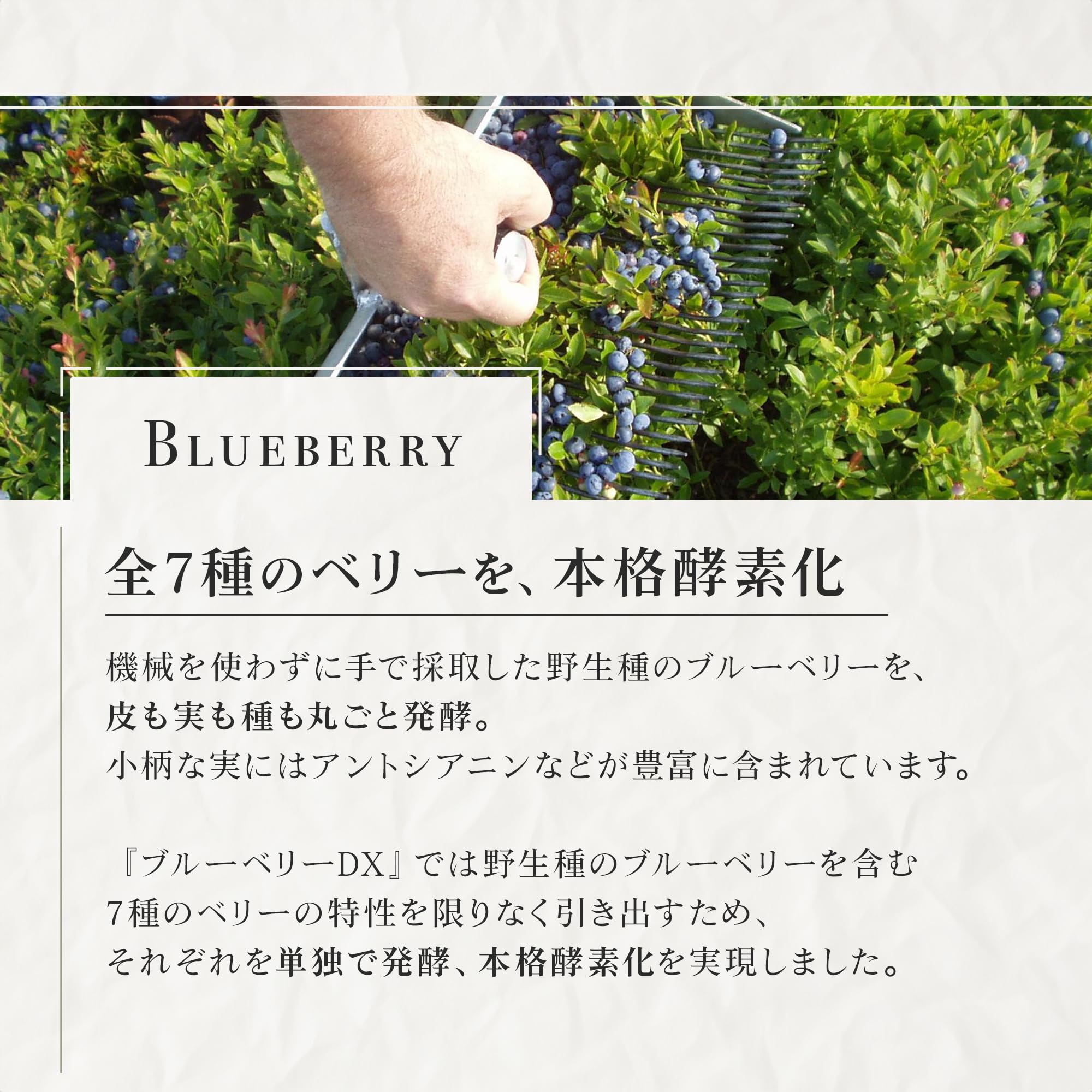 Amazon.co.jp: 山野草醗酵酵素 ブルーベリーDX 7種のベリー 野生種