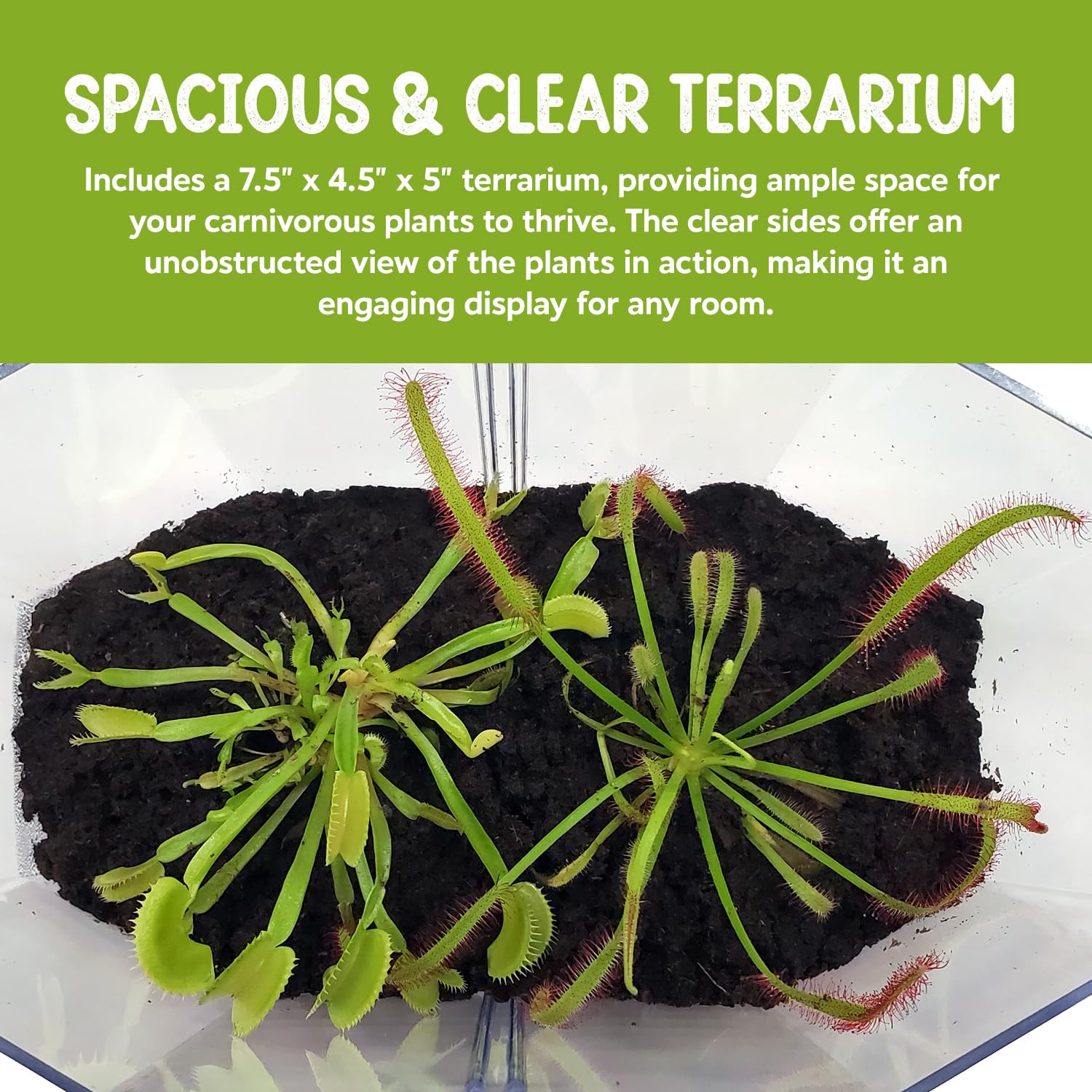 Amazon.com: Venus Fly Trap Live Plant + Sundew Plant Set with