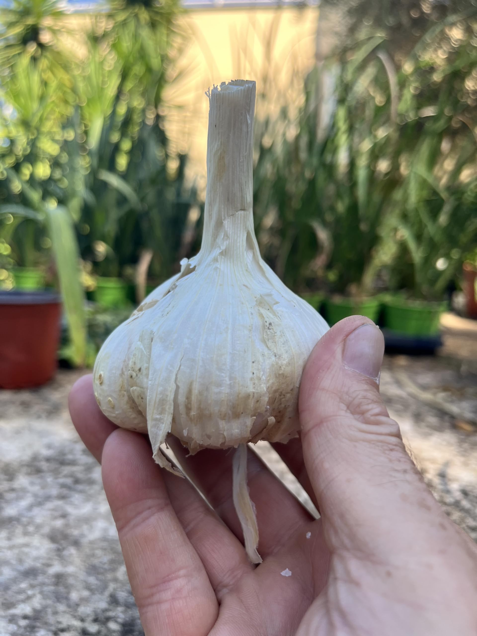 AGLIONE della Val di Chiana 500 grammi – Il vero “Aglio dei Gourmet”