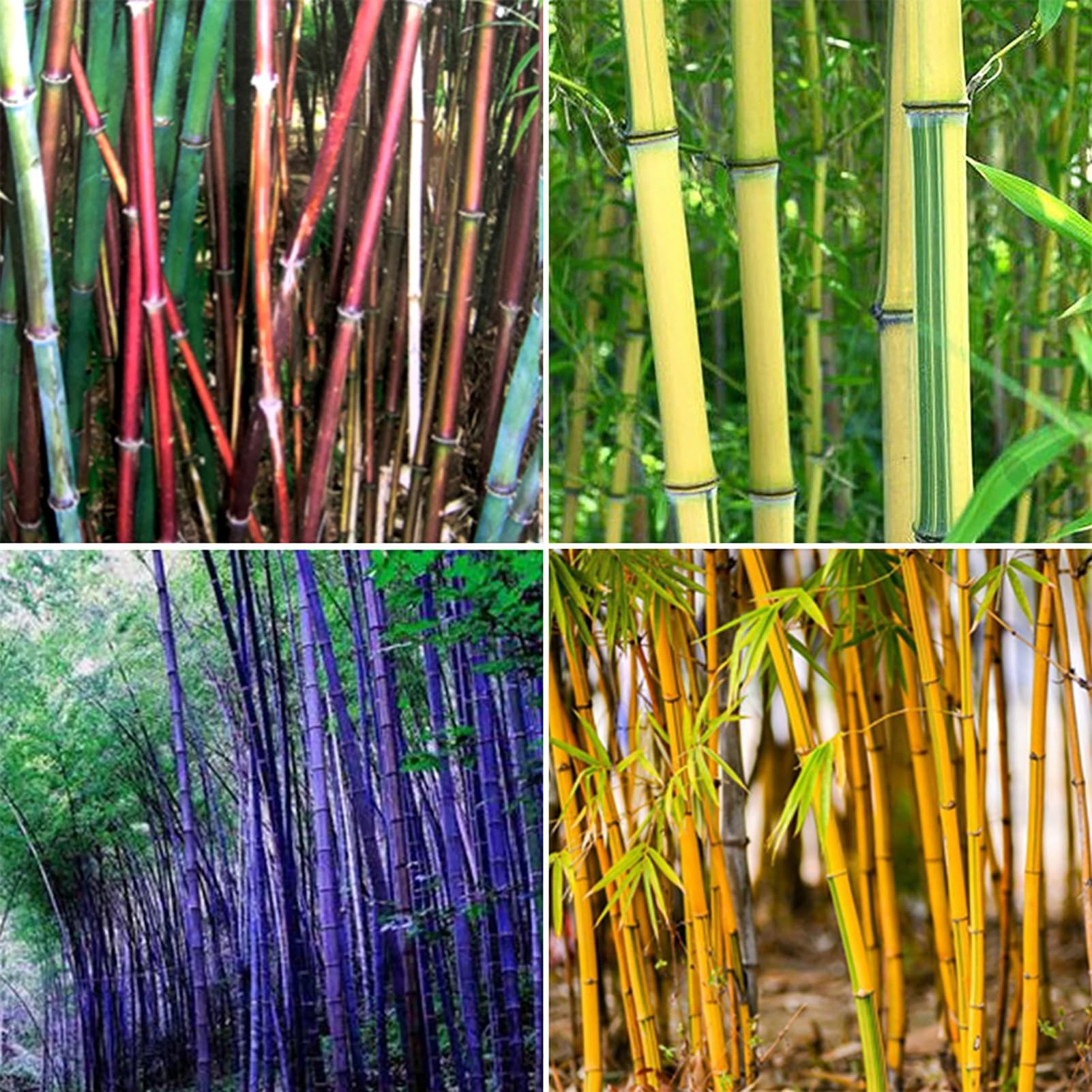 60 Graines De Bambou Géant Moso - Phyllostachys Pubescens - Résistant Jusqu'à -15°C