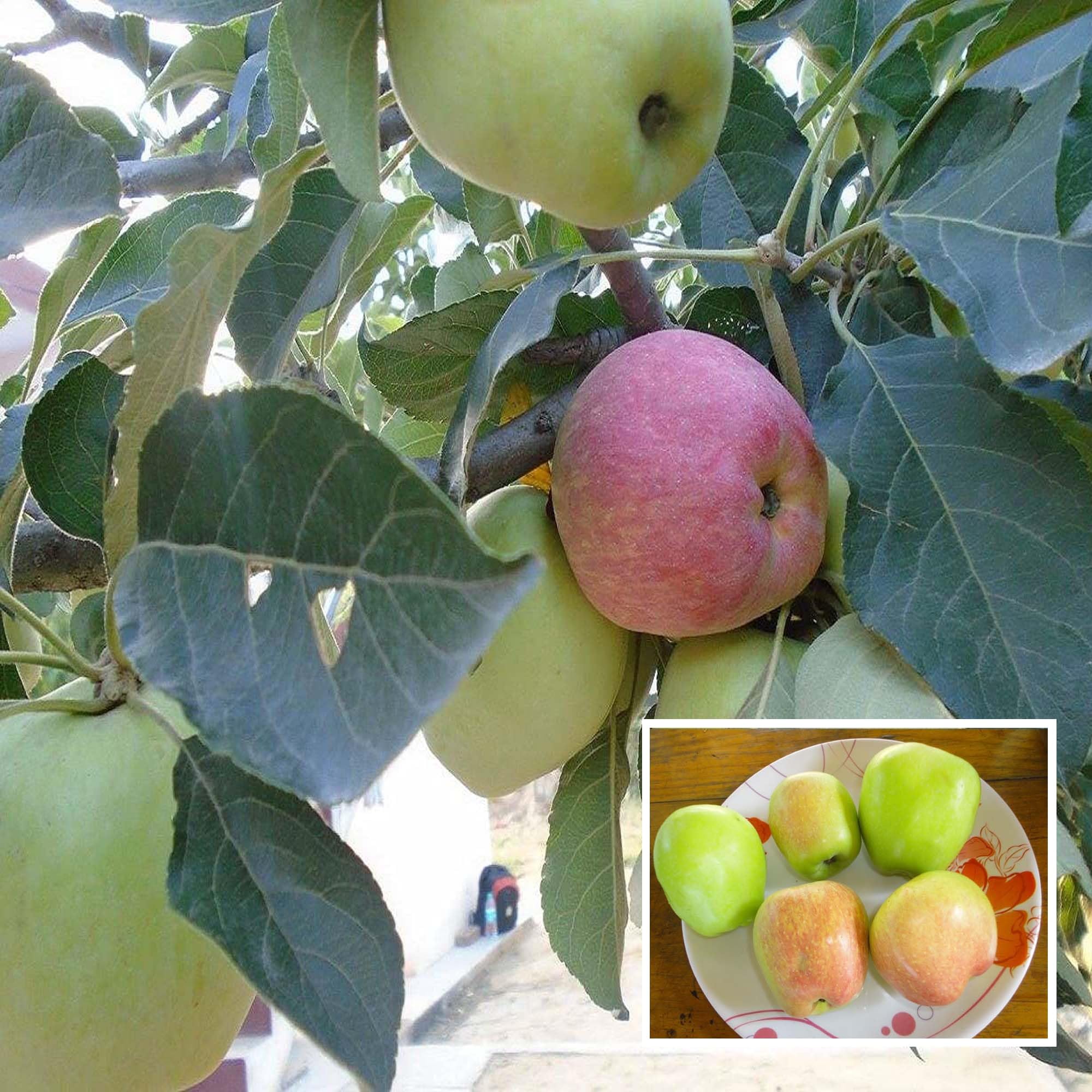 TAPOBON Hariman 99 HRMN 99 Tropical Apple Grafted Fruit Live Plant (1.5-3 Feet Height) (B0CLX9VJ86) Amazon Price History, Amazon Price Tracker
