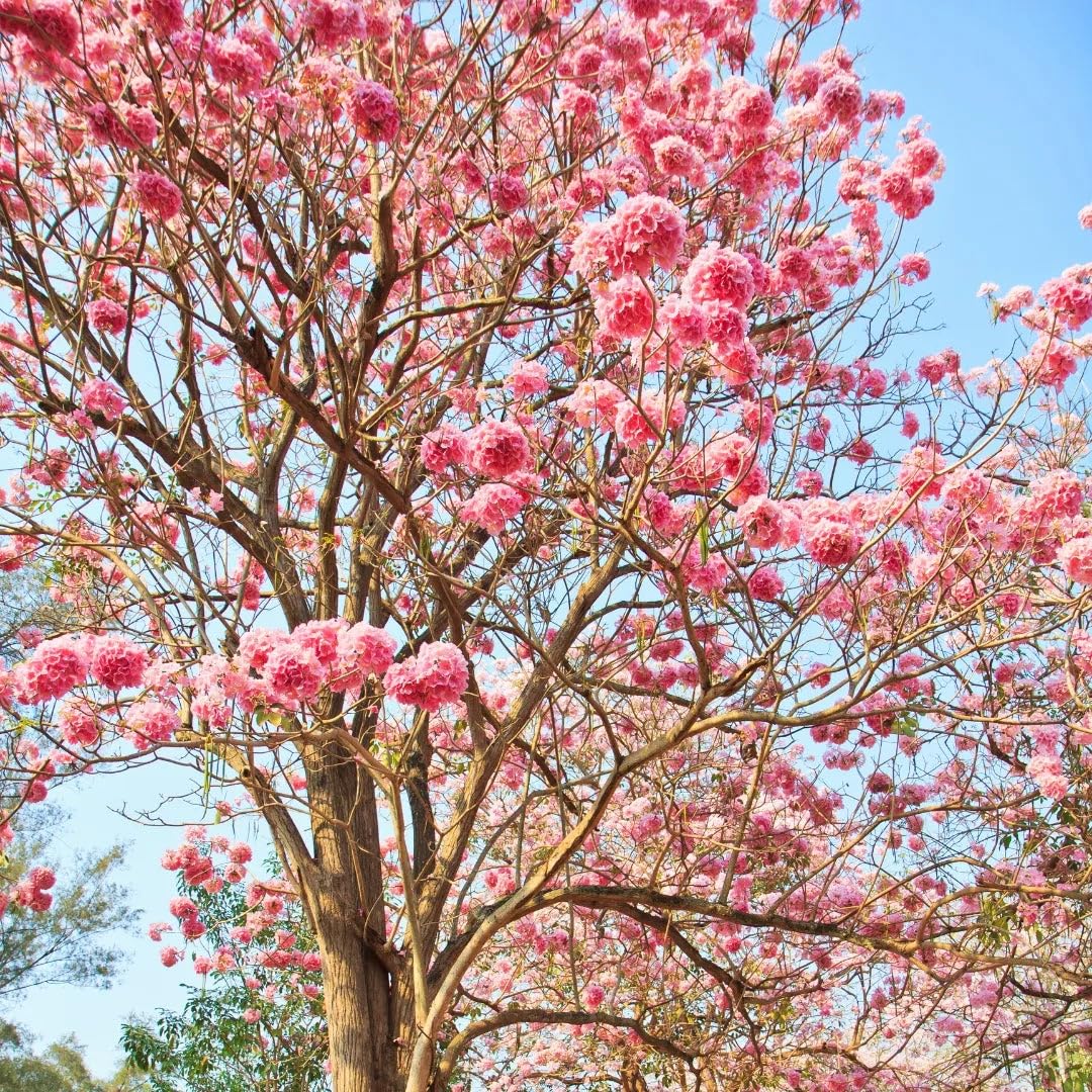 See full amazon price history chart for Tabebuia Rosea Pink Poui Pentaphylla Rosy Trumpet Flower Live Plant Tabebuia Rosea Pink Poui Pentaphylla Rosy Trumpet Flower Live Plant (B09Z8FNH57) Amazon Price History, Amazon Price Tracker