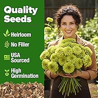 Vista 43 de HOME GROWN Más de 1000 semillas de cilantro para plantar en interiores o exteriores, hierbas tradicionales sin OMG, semillas de plantas de cilantro