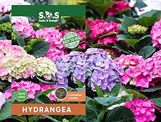 50 pcs Blue Pink Purple Hydrangea Seeds - Stunning Perennial Flowers for Colorful Garden Blooms - Hardy Plant Seeds