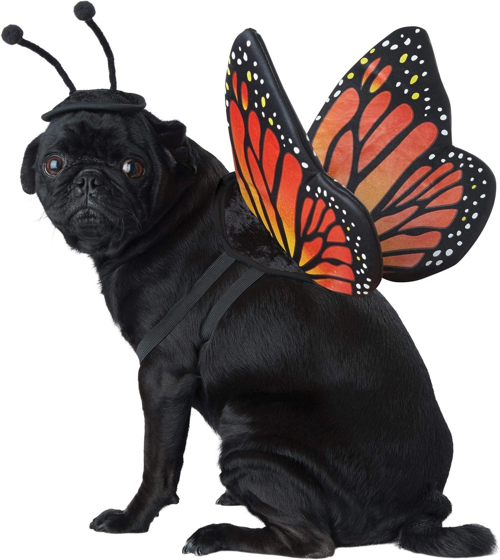 Pet Butterfly Costume Large