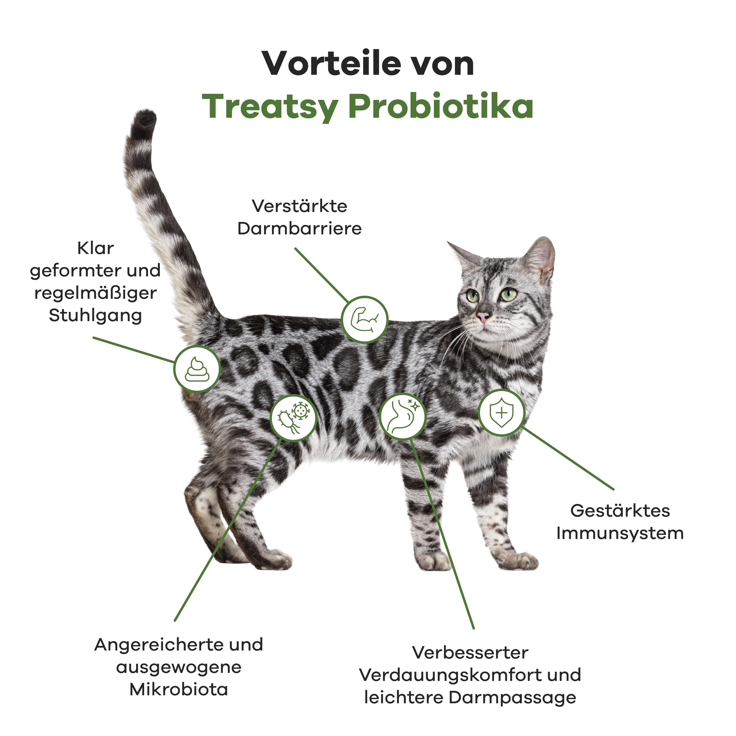 Ergänzungsfuttermittel für Katzen – Verdauung – Gegen Durchfall & Verstopfung – Prä- & Probiotika, Flohsamenschalen – Von Tierärzten empfohlen