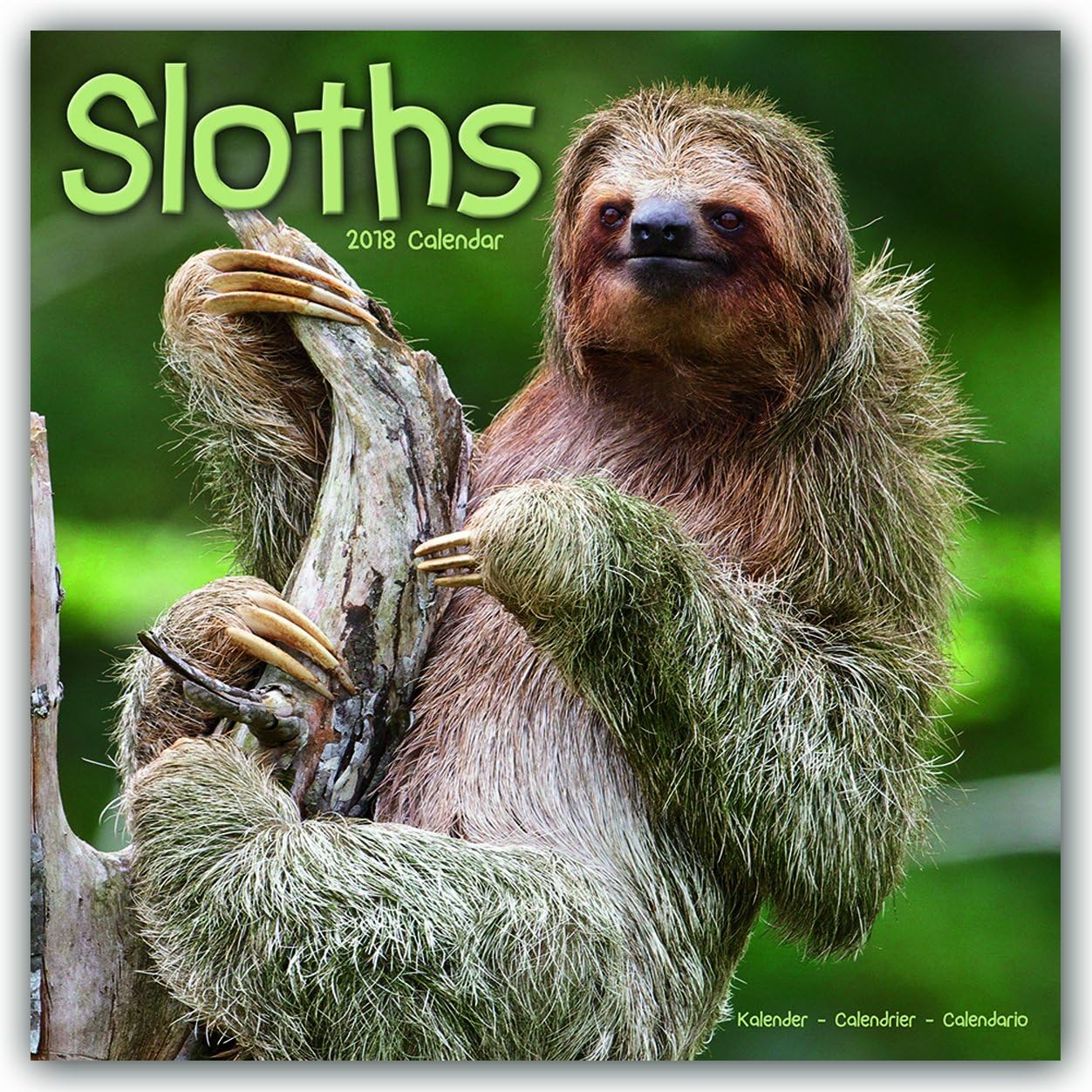 SLOTHS (SQUARE WALL CALENDAR)