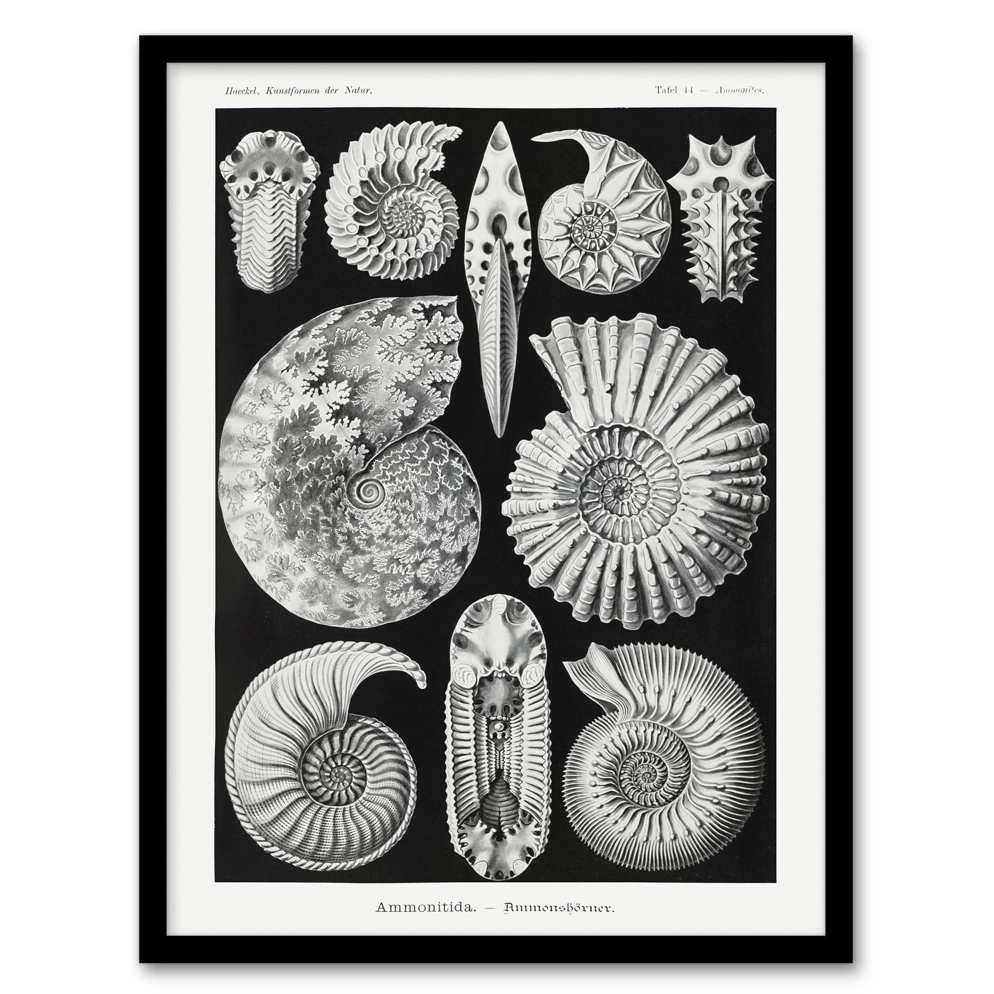 Ammonite Fossil Cephalopods Haeckel Botanical Wall Art Print Poster