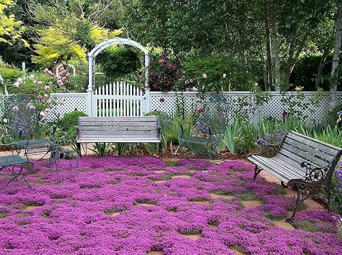 Miniatura 6 de Crea un paisaje colorido y de bajo mantenimiento con más de 6900 cultivadores de tomillo rastrero Walk on Me - Flor de hierbas de serpyllum para una