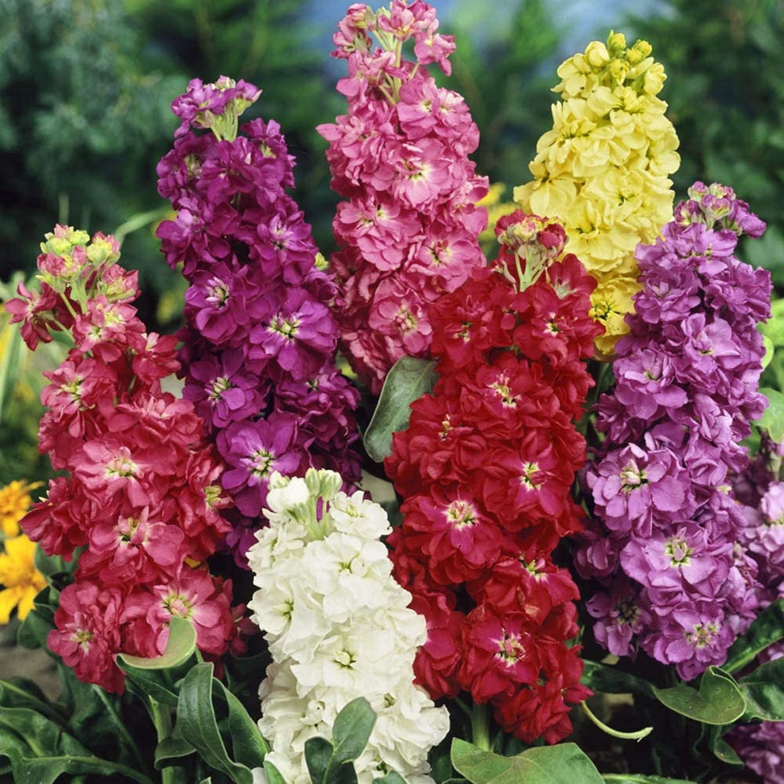 Live Green Scented Stock Double Mixed Flower Imported Seeds Best for Home Gardening - Pack of 50 Seeds (B0BJDG9H7V) Amazon Price History, Amazon Price Tracker