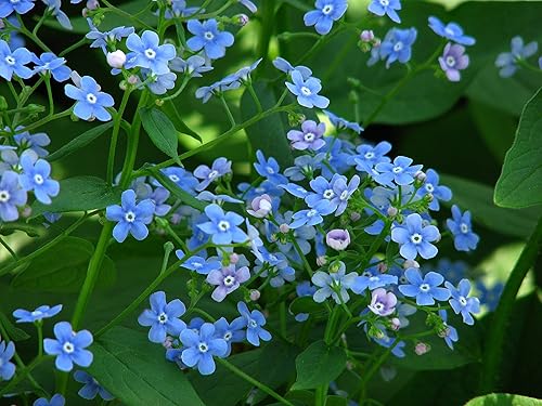 Miniatura 3 de Ramo de flores altas y azules "Chinese Forget-Me-Not", una adición esencial al jardín de flores cortadas  Semillas tradicionales cultivadas en