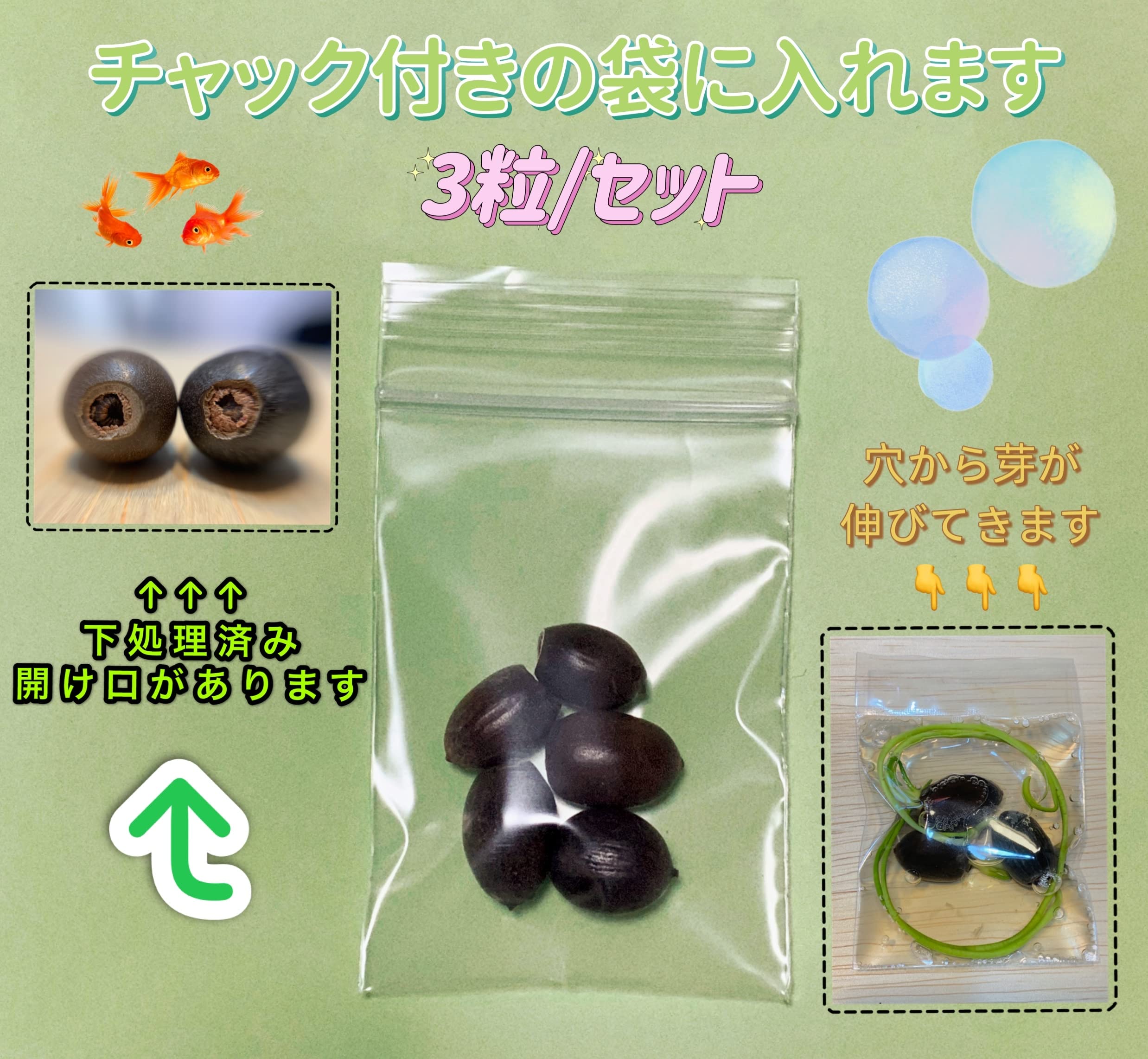 Amazon.co.jp: ウクレレ園芸SHOP ☆茶碗蓮の種☆ 3粒330円 (下処理済