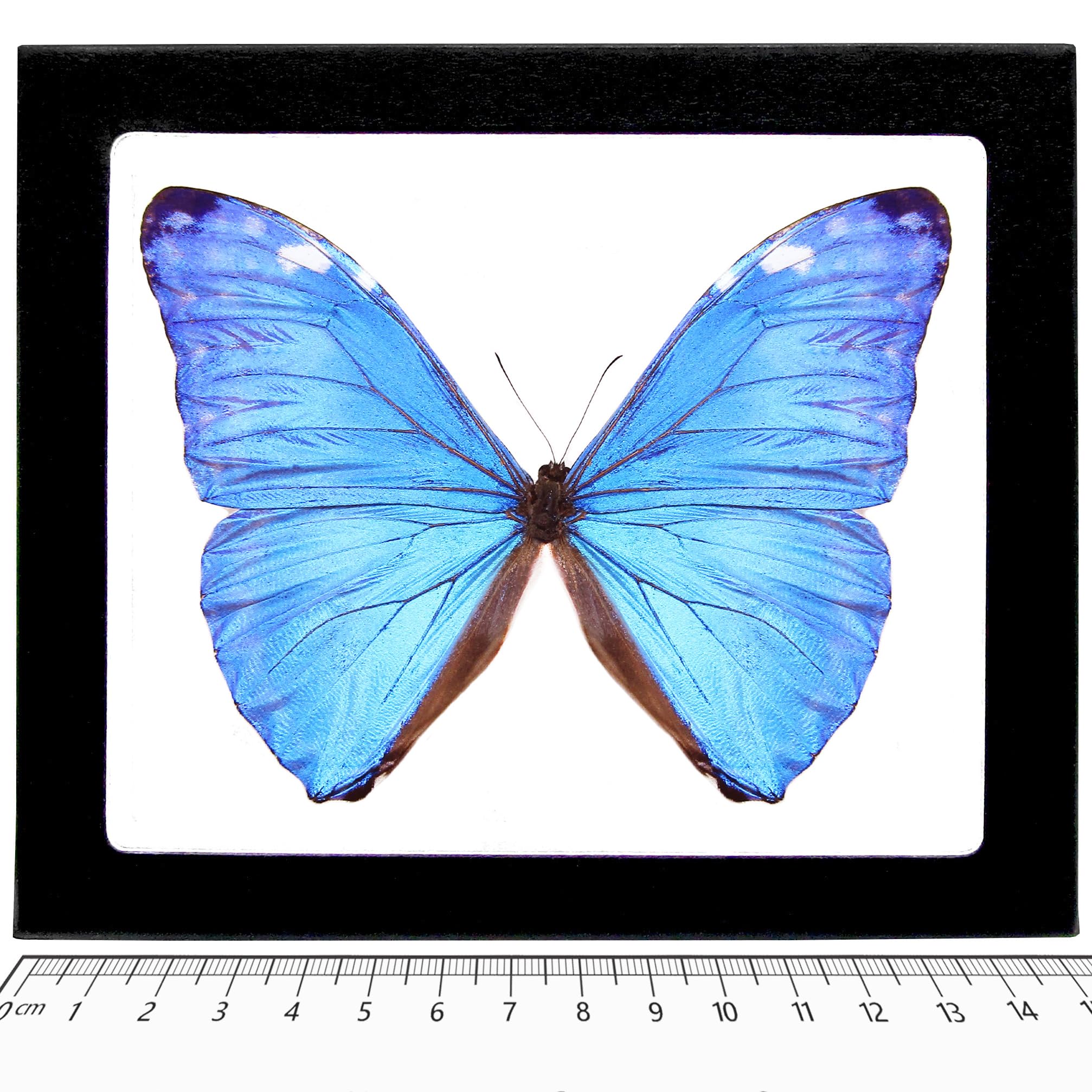 BicBugs Morpho adonis Blue Butterfly Peru Framed Real