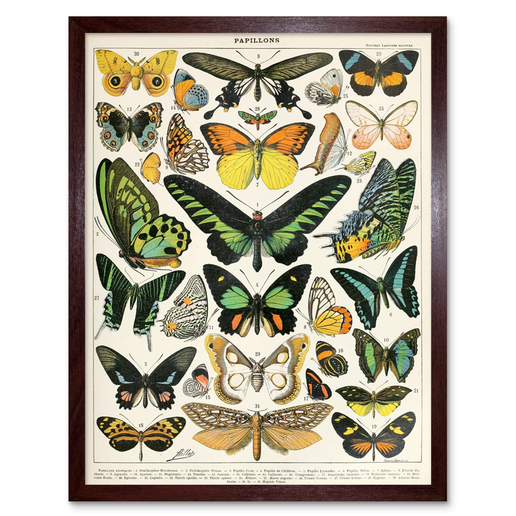 Artery8 Millot Encyclopedia Page Moths Butterflies Art Print Framed Poster Wall Decor 12x16 inch